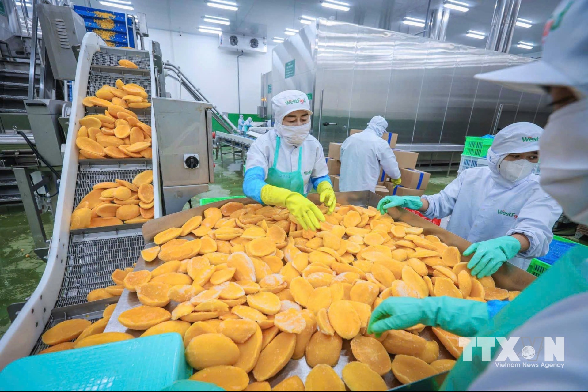Với hệ thống máy móc hiện đại, đồng bộ, WestFood hướng tới trở thành trung tâm chế biến nông sản trọng điểm của Đồng bằng sông Cửu Long, góp phần nâng cao giá trị nông sản Việt Nam. (Ảnh: Hoàng Hiếu/TTXVN)